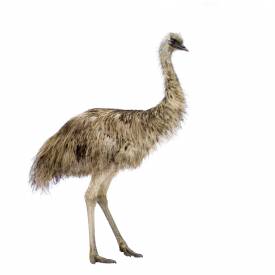 Emu oil